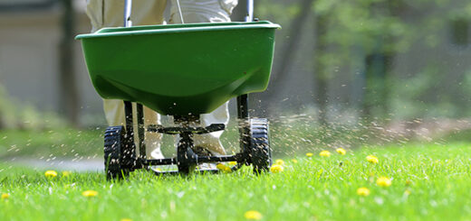 All You Should Know About Lawn Fertilizer
