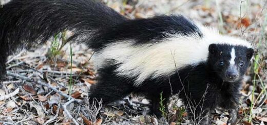 Top Tips To Get Rid Of Skunk Smell