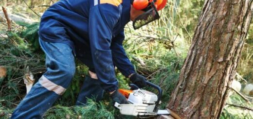 Understanding Tree Removal Techniques